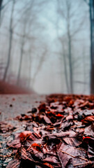 Autumn in the forest