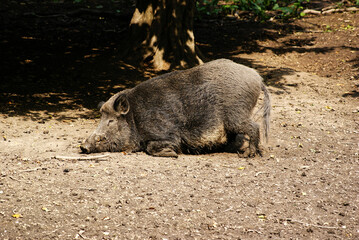 Wildschwein suhlt sich in der Sonne