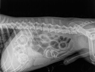 Digital X-ray of the abdominal cavity with four foreign bodies (corpus alienum) in the intestines of a dog