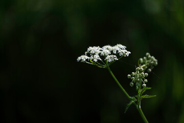 Close up of the flute herb blossom or cow parsley isolated on black with a spider web. Narrow depth...