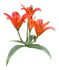 


Orange lily flower isolated on a white background. Realistic vector illustration.