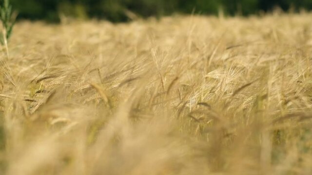 Rye ripens on the field in summer. The wind pumps ripe rye in the wind in the summer.