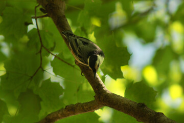 White Breasted Nuthatch Bird Upside Down on Branch