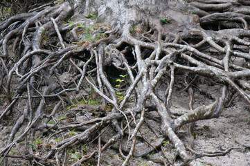 Huge roots of a tree float above the ground in a forest