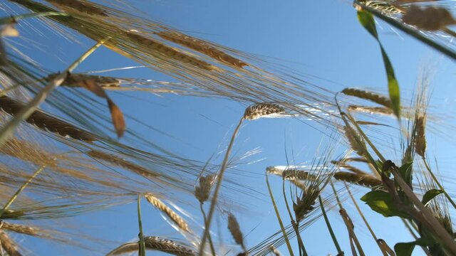 Rye ripens on the field in summer. The wind pumps ripe rye in the wind in the summer.