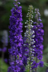 Delphinium flowers blooming in the garden on blurred background. There is a bee on the flower