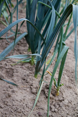 Leek growing in a vegetable garden