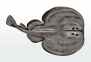 Marbled electric ray, torpedo marmorata, a nocturnal fish from the eastern Atlantic Ocean in top view after an antique illustration from the 19th century - obrazy, fototapety, plakaty