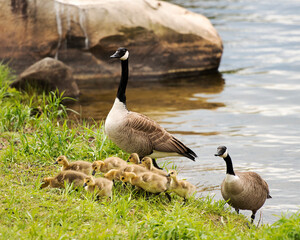 Canadian Geese Stock Photos. Image. Picture. Canadian Geese with their gosling babies displaying  their bodies, wings, head, neck, beak, plumage in their environment and surrounding.