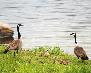 Canadian Geese Stock Photos. Image. Picture. Canadian Geese with their gosling babies displaying  their bodies, wings, head, neck, beak, plumage in their environment and surrounding.