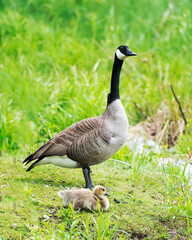 Canadian Geese Stock Photos. Image. Picture. Canadian Geese with their gosling babies displaying  their bodies, wings, head, neck, beak, plumage in their environment and surrounding.