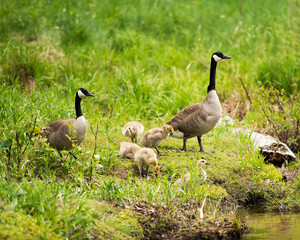 Canadian Geese Stock Photos. Image. Picture. Canadian Geese with their gosling babies displaying  their bodies, wings, head, neck, beak, plumage in their environment and surrounding.