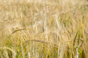 Rye ripens on the field in summer. The wind pumps ripe rye in the wind in the summer.