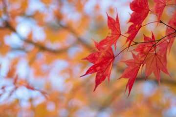 Macro background of colorful Autumn leaves in Karuizawa, Japan