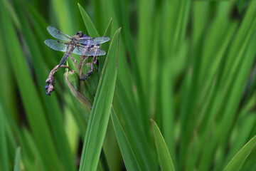 Macro picture of libelle among green grass. Space for text at the right side of the image