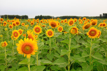 Sunflowers on a farm, China