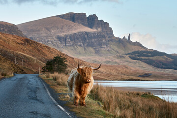 Old man of Stor isle of sky Scotland Scottish highlands with water in foreground and an overall rusty with foliage color and a well camouflaged highland cow walking towards along roadside  