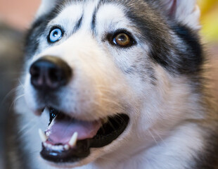 Siberian Husky Portrait of thoroughbred Siberian Husky dog