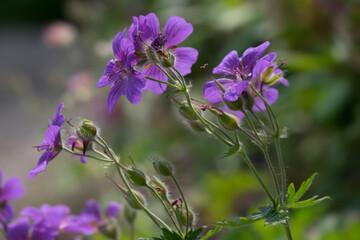 Purple flowers of the wild perennial plant Geranium maculatum moving in the wind in a spring garden. 