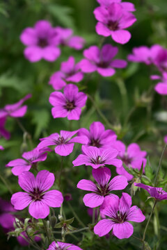 Geranium psilostemon, commonly called Armenian cranesbill, is a species of hardy flowering herbaceous perennial plant in the genus Geranium, Geraniaceae family. Vertical photo