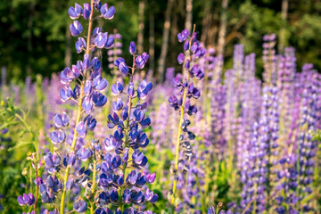 Lupinus, lupin, lupine field with pink purple and blue flowers. Bunch of lupines summer flower background