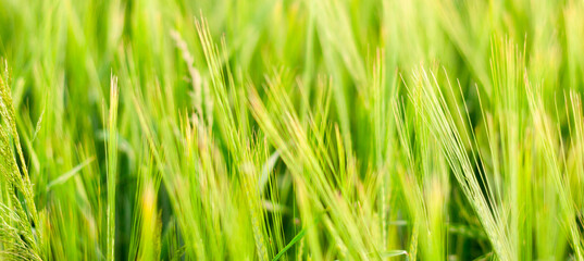 green wheat field on a Sunny summer day