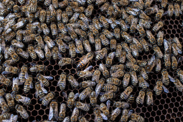 Bees on honeycombs and queen bee. The beekeeper. The hive from the inside, honey.