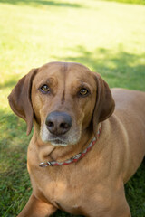 Weimaraner Viszla Mix