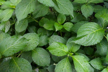 梅雨に喜ぶ植物