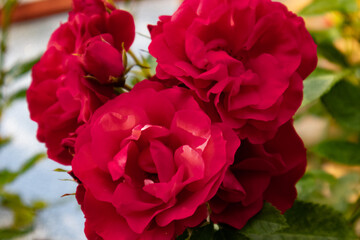 red roses in garden