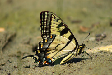 Fototapeta na wymiar Yellow Swallowtail Butterfly Resting on Sand
