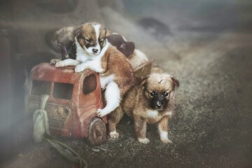 Small, helpless, red-haired puppies without a mother in a landfill