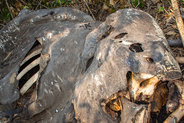 The carcass of wild elephants being hunted for ivory.