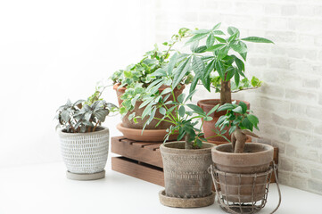 観葉植物　インテリア