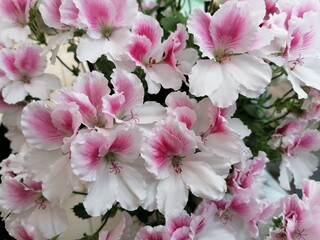 Some very beautiful white and pink roses