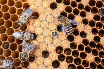 Bee brood on honeycombs. Hatching young bees, pupae, larvae, bee eggs.