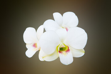 Fototapeta premium White orchid on blurred background