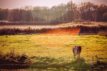 Obraz na płótnie Canvas Cow on the field. Morning landscape in the forest. 
