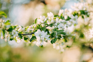 Apple tree blossom, spring time, green leaves of apple tree on sunset.
