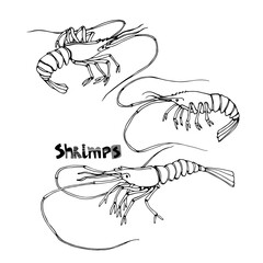 a set of marine shrimp, for menu decoration, delicious seafood, vector illustration with black ink contour lines isolated on a white background in doodle & hand drawn style
