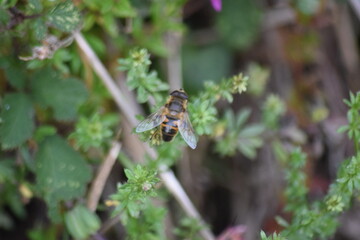 abeja posada en una flor salvaje