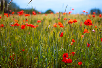 field of poppies