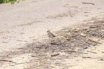 killdeer bird among small sticks