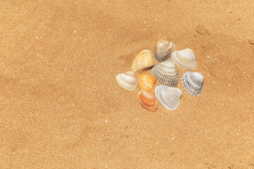 Fototapeta na wymiar Multi-colored shells lying on the golden sand of the beach