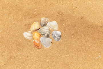 Multi-colored shells lying on the golden sand of the beach