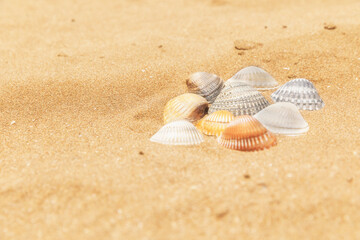 Fototapeta na wymiar Multi-colored shells lying on the golden sand of the beach