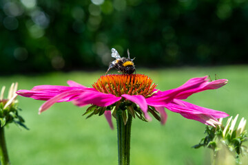 Echinacea Pflanze - Sonnenhut	mit Biene auf Blüte