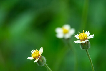 wild flower in rainy season, Thailand show out with white petals and yellow pollen.