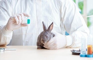 Vet doctor checking up rabbit in his clinic