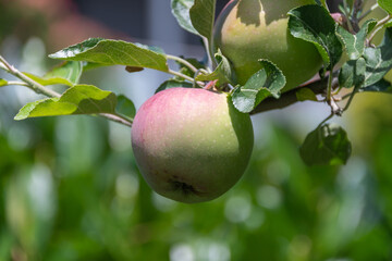 Apfel am Baum
